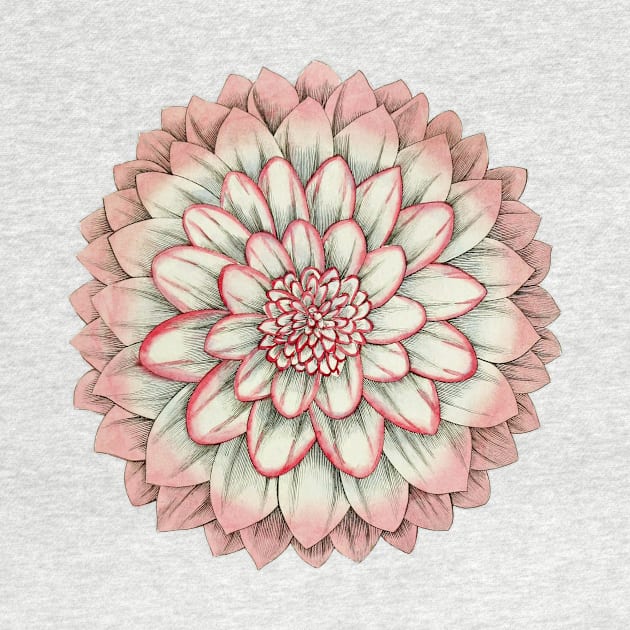 Chelsea Millennial Pink Dahlia Flower by RedThorThreads